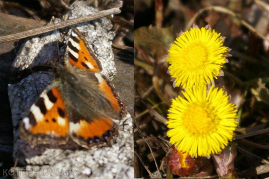 Котельнич сегодня